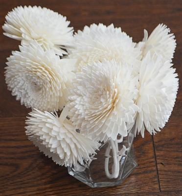 Premium Cameo Phantom Dahlia with rope Approx 7 to 8 cm 6 flowers