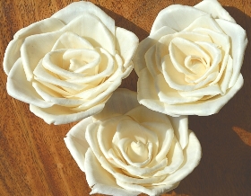 Dupuy Rose   12 flowers
