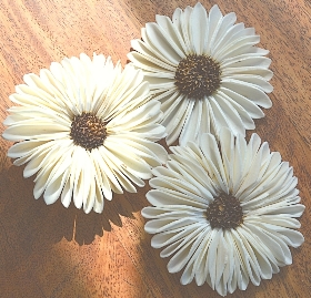 Sunflower Daisy   12 flowers