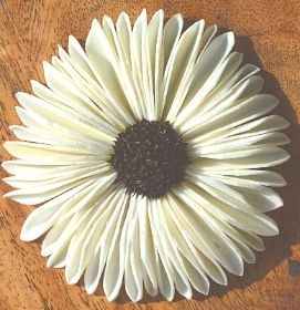 Sunflower Daisy   12 flowers