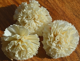 Dianthus Carnation   12 flowers