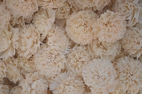 Dianthus Carnation   12 flowers
