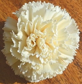 Dianthus Carnation   12 flowers