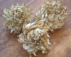 Cynara Artichoke   12 flowers