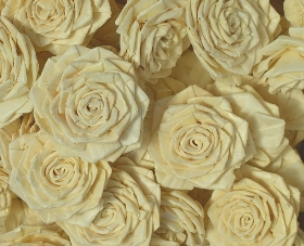 Lady Emma Rose   12 flowers