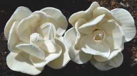 Magnolia   12 flowers