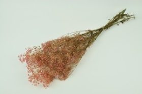 PRESERVED GYPSOPHILA (BABY'S BREATH) PINK