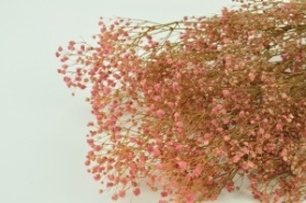 PRESERVED GYPSOPHILA (BABY'S BREATH) PINK