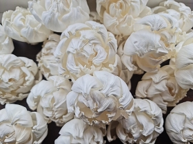 Premium Duchesse Peony 6 flowers