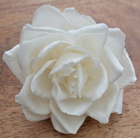 Premium Eve Rose 6 flowers