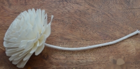Premium Champagne Chrysanthemum with rope Approx 7 to 8cm 6 flowers