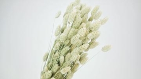 Dried Phalaris Natural