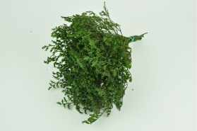 Dried Tatarica (German Statice) Green