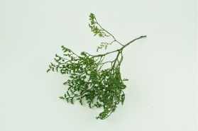 Dried Tatarica (German Statice) Green
