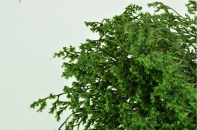 Dried Tatarica (German Statice) Green