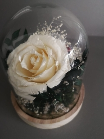Forever English White Rose in a Glass Cloche
