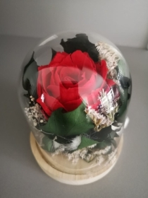 Forever English Red Rose in a Glass Cloche