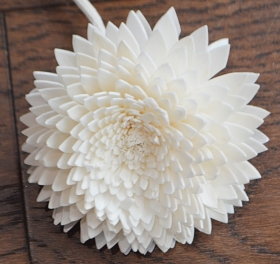 Premium Cameo Phantom Dahlia with rope Approx 7 to 8 cm 6 flowers