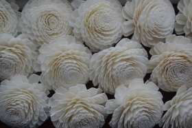 Premium Champagne Chrysanthemums 6 flowers