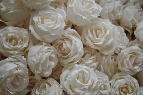Premium English Rose 6 flowers