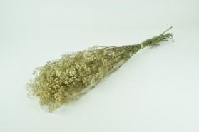 PRESERVED GYPSOPHILA (BABY'S BREATH) CREAM