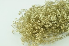 PRESERVED GYPSOPHILA (BABY'S BREATH) CREAM